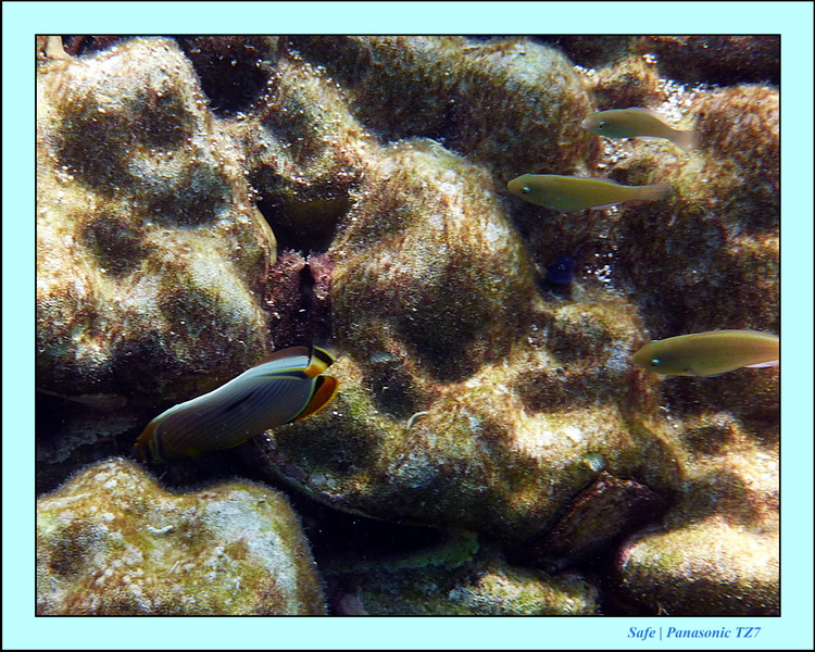 2011 - 03 - Koh Rok 42